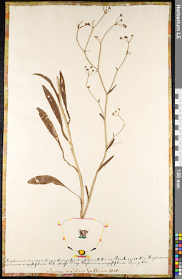LE 01091661