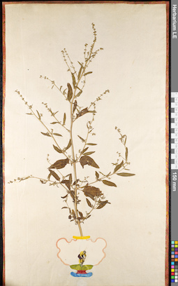 LE 01091687