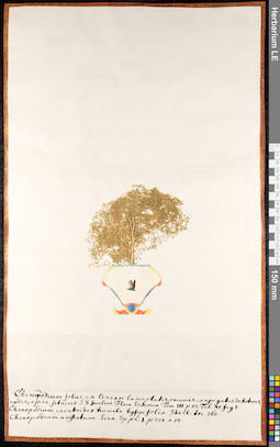 LE 01091698