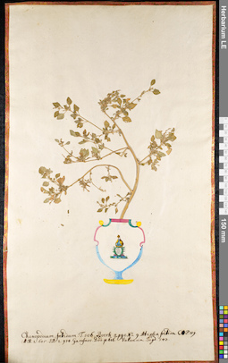 LE 01091705