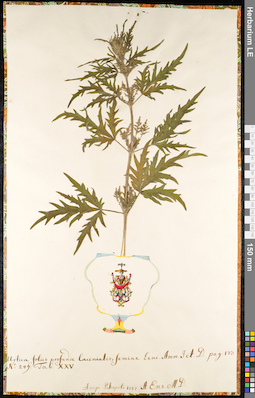 LE 01091715