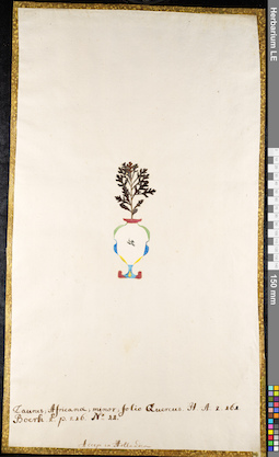 LE 01091732