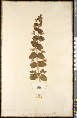 LE 01091896