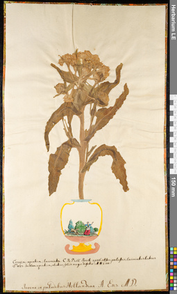 LE 01091935