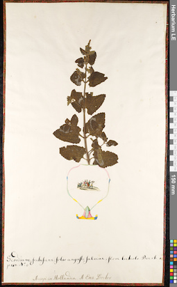 LE 01091966
