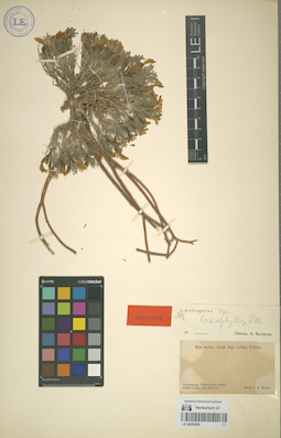 LE 00052468