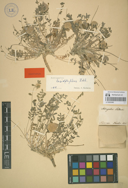LE 00052469