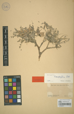 LE 00052470