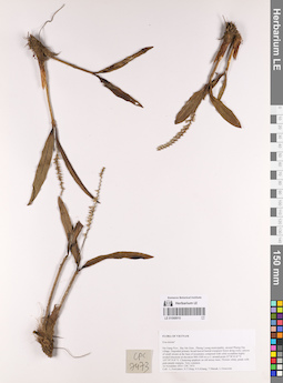 LE 01068910