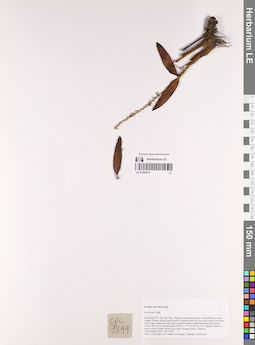 LE 01068915