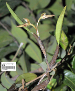 LE 01087496