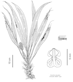 LE 01087529