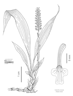 LE 01087530