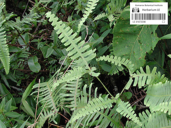 LE 01073590