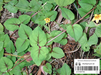 LE 01087794