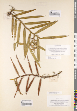 LE 01058929