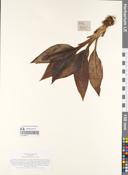 LE 01069274