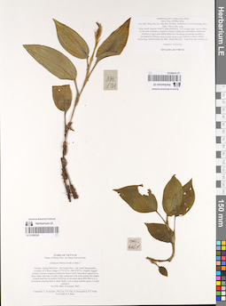 LE 01069332