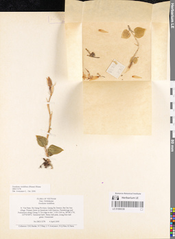 LE 01069338