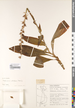 LE 01069342