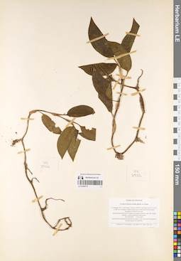 LE 01069770