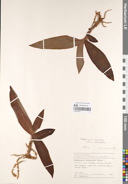 LE 01070117