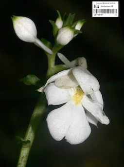 LE 01087581