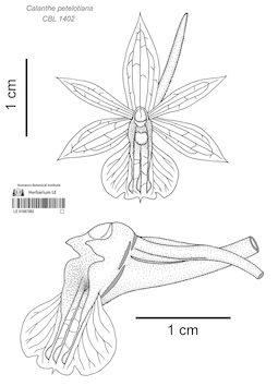 LE 01087582