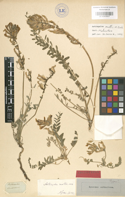 LE 01003937