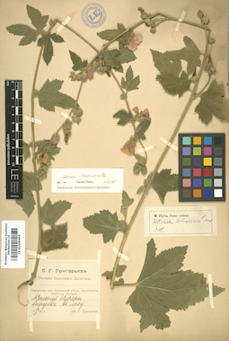 LE 01009494
