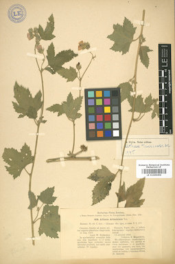 LE 01009496