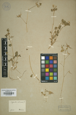 LE 01015979