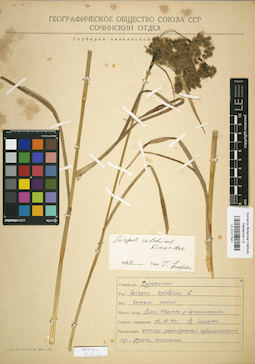LE 01017341