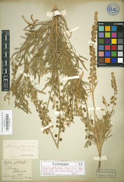 LE 01032181
