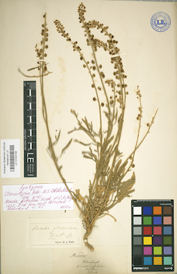 LE 01032184