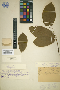 LE 01042931