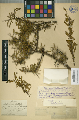 LE 01042934