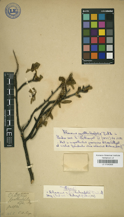 LE 01042935