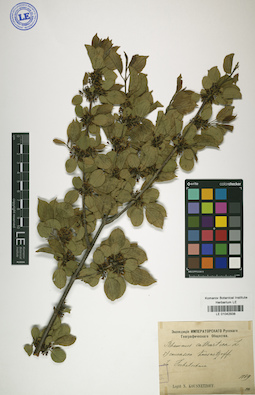 LE 01042938