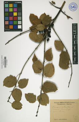 LE 01042941