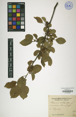 LE 01042942