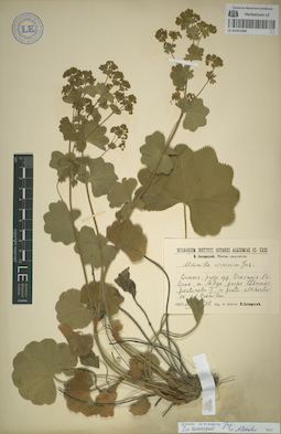 LE 01051906