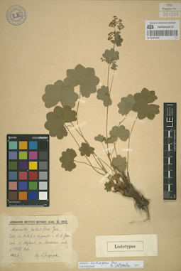LE 01051942