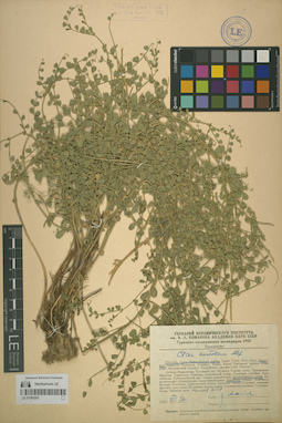 LE 01064241