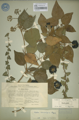 LE 01070723