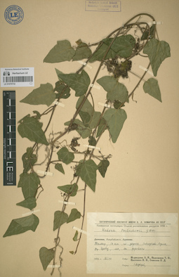 LE 01070732