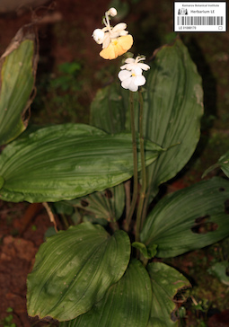 LE 01088170