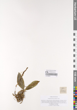 LE 01069516