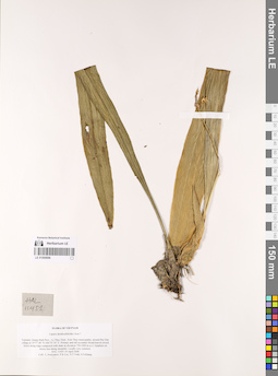 LE 01069696