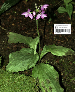 LE 01088180
